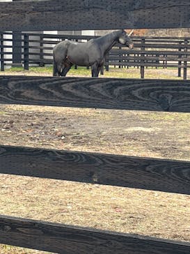 ノーザンホースパークに投稿された画像（2025/11/10）