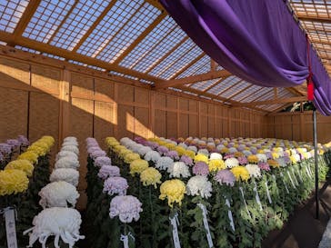 新宿御苑に投稿された画像（2025/11/10）