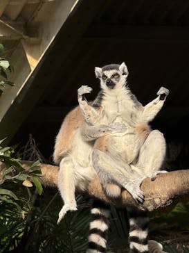 那須どうぶつ王国に投稿された画像（2025/11/10）