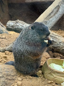 那須どうぶつ王国に投稿された画像（2025/11/10）