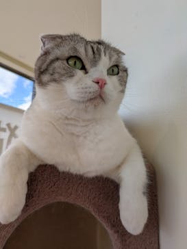 Cat Café MOFF グランベリーパーク店に投稿された画像（2025/11/10）