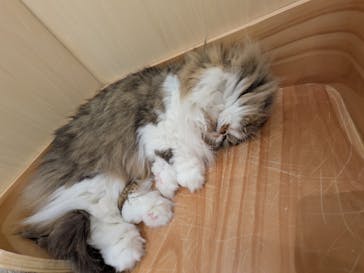 Cat Café MOFF グランベリーパーク店に投稿された画像（2025/11/10）