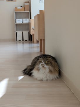 Cat Café MOFF グランベリーパーク店に投稿された画像（2025/11/10）