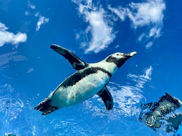 サンシャイン水族館に投稿された画像（2025/11/10）