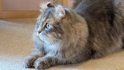 猫カフェモカ　イオンモール太田店に投稿された画像（2025/11/10）