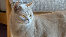 猫カフェモカ　イオンモール太田店に投稿された画像（2025/11/10）