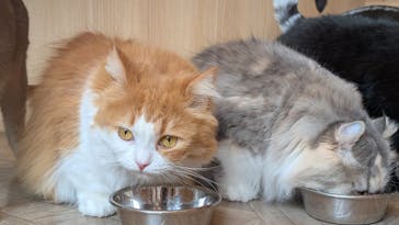 猫カフェモカ　イオンモール太田店に投稿された画像（2025/11/10）