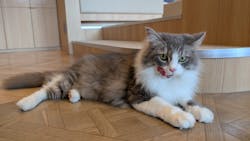 猫カフェモカ　イオンモール太田店に投稿された画像（2025/11/10）