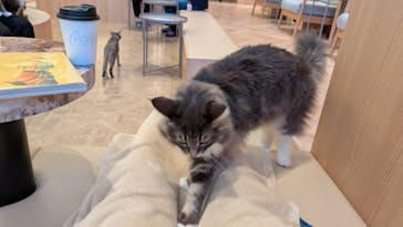 猫カフェモカ　イオンモール太田店に投稿された画像（2025/11/10）