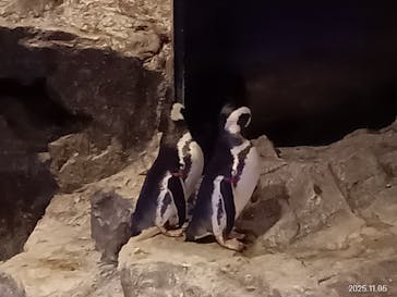 すみだ水族館に投稿された画像（2025/11/10）