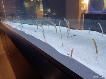 すみだ水族館に投稿された画像（2025/11/10）