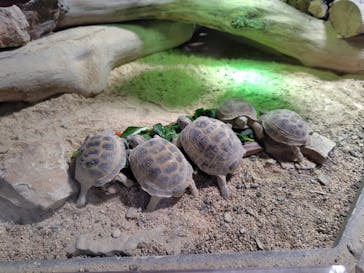 カワスイ 川崎⽔族館に投稿された画像（2025/11/10）