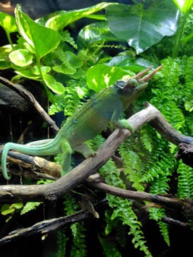 カワスイ 川崎⽔族館に投稿された画像（2025/11/10）