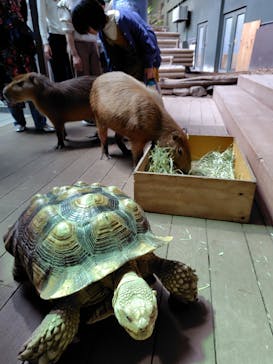 カワスイ 川崎⽔族館に投稿された画像（2025/11/10）