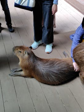 カワスイ 川崎⽔族館に投稿された画像（2025/11/10）