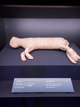 ACN ラムセス大王展 ファラオたちの黄金に投稿された画像（2025/11/10）