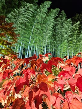 国営昭和記念公園 秋の夜散歩に投稿された画像（2025/11/10）