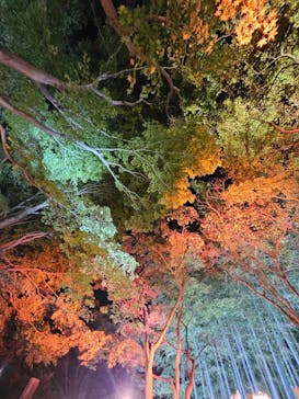 国営昭和記念公園 秋の夜散歩に投稿された画像（2025/11/10）