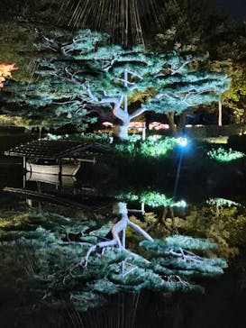 国営昭和記念公園 秋の夜散歩に投稿された画像（2025/11/10）