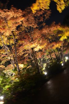 国営昭和記念公園 秋の夜散歩に投稿された画像（2025/11/10）