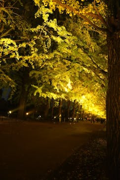 国営昭和記念公園 秋の夜散歩に投稿された画像（2025/11/10）