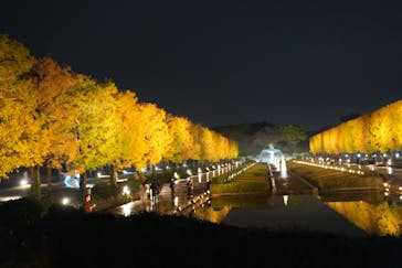 国営昭和記念公園 秋の夜散歩に投稿された画像（2025/11/10）