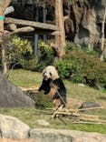 恩賜上野動物園に投稿された画像（2025/11/11）