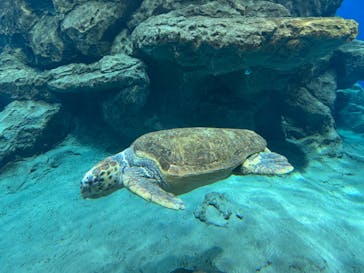 名古屋港水族館に投稿された画像（2025/11/11）