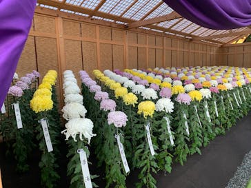 新宿御苑に投稿された画像（2025/11/11）