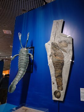 特別展「大絶滅展―生命史のビッグファイブ」に投稿された画像（2025/11/11）