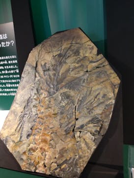 特別展「大絶滅展―生命史のビッグファイブ」に投稿された画像（2025/11/11）