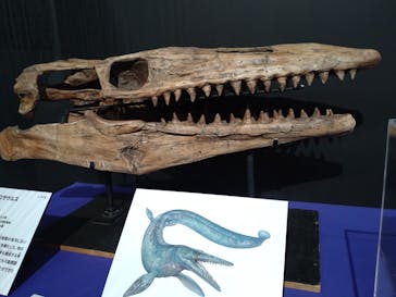 特別展「大絶滅展―生命史のビッグファイブ」に投稿された画像（2025/11/11）