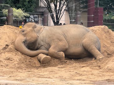 恩賜上野動物園に投稿された画像（2025/11/11）