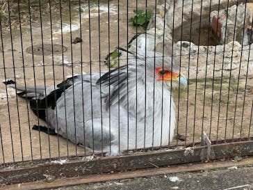 恩賜上野動物園に投稿された画像（2025/11/11）