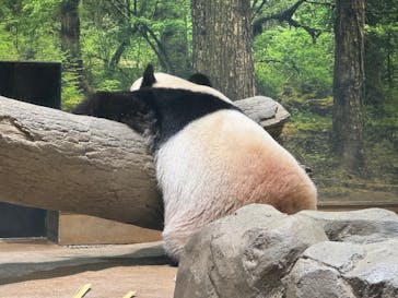 恩賜上野動物園に投稿された画像（2025/11/11）