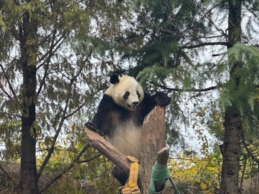恩賜上野動物園に投稿された画像（2025/11/11）