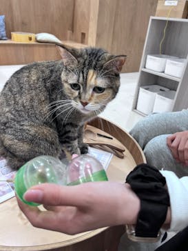 Cat Café MOFF イーアス沖縄豊崎店に投稿された画像（2025/11/11）