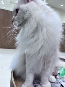 Cat Café MOFF イーアス沖縄豊崎店に投稿された画像（2025/11/11）