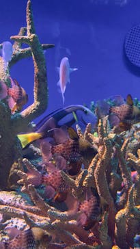 新江ノ島水族館に投稿された画像（2025/11/11）