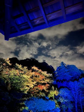 ZEN NIGHT WALK KAMAKURAに投稿された画像（2025/11/11）