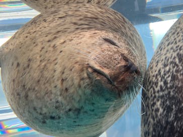 京都水族館に投稿された画像（2025/11/11）