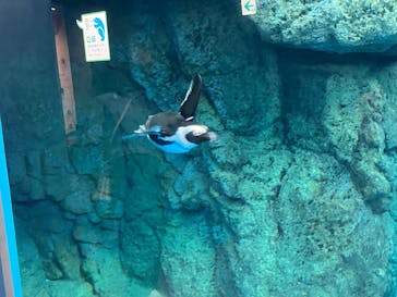 京都水族館に投稿された画像（2025/11/11）