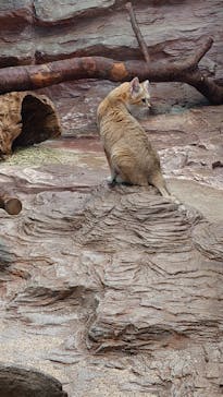 那須どうぶつ王国に投稿された画像（2025/11/11）