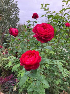 横浜イングリッシュガーデンに投稿された画像（2025/11/11）