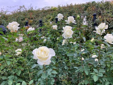 横浜イングリッシュガーデンに投稿された画像（2025/11/11）