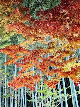 国営昭和記念公園 秋の夜散歩に投稿された画像（2025/11/11）