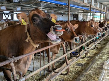 牧歌の里に投稿された画像（2025/11/11）