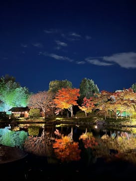 国営昭和記念公園 秋の夜散歩に投稿された画像（2025/11/11）