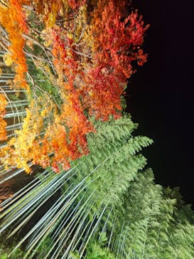 国営昭和記念公園 秋の夜散歩に投稿された画像（2025/11/11）