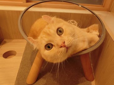 猫カフェモカ　イオンモール幕張新都心店に投稿された画像（2025/11/12）